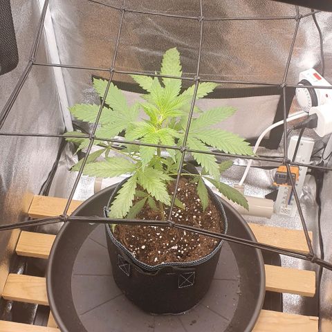 Pêdrinha Girl Scout growlog photo: 3cm in one day. Going to do stress training with net starting today. The idea is to make the tree grows more to the side so the light is better distributed trough the plant 