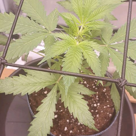 Pêdrinha Girl Scout growlog photo: 3cm in one day. Going to do stress training with net starting today. The idea is to make the tree grows more to the side so the light is better distributed trough the plant 