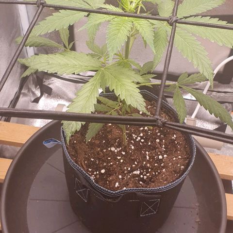 Pêdrinha Girl Scout growlog photo: 3cm in one day. Going to do stress training with net starting today. The idea is to make the tree grows more to the side so the light is better distributed trough the plant 
