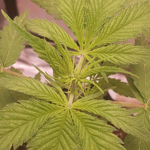 Pêdrinha Girl Scout growlog photo: 3cm in one day. Going to do stress training with net starting today. The idea is to make the tree grows more to the side so the light is better distributed trough the plant 
