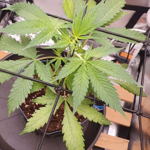 Pêdrinha Girl Scout growlog photo: All fine for now