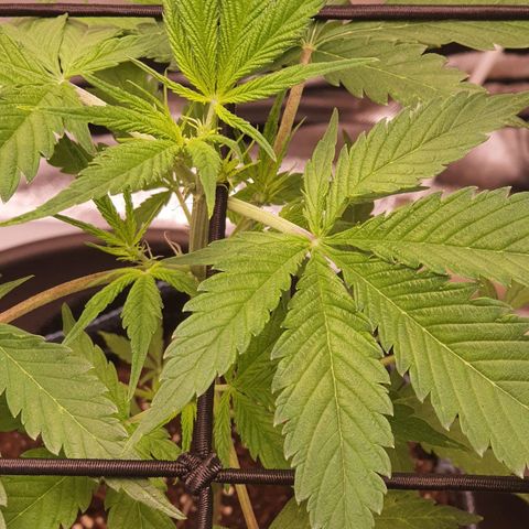 Pêdrinha Girl Scout growlog photo: All fine for now
