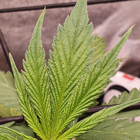 Pêdrinha Girl Scout growlog photo: All fine for now