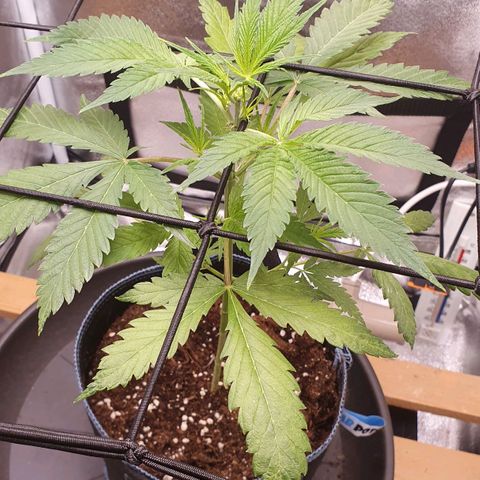 Pêdrinha Girl Scout growlog photo: All fine for now