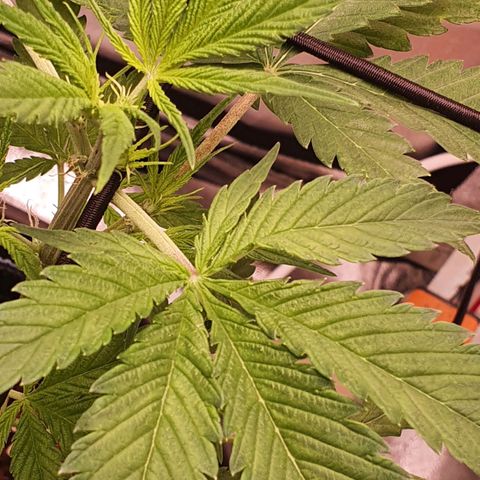 Pêdrinha Girl Scout growlog photo: All fine for now