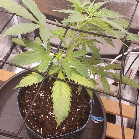 Pêdrinha Girl Scout growlog photo: Yellow leaves.....