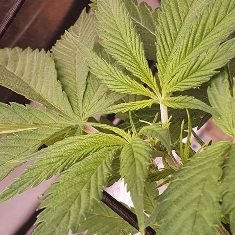 Pêdrinha Girl Scout growlog photo: Yellow leaves.....