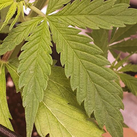 Pêdrinha Girl Scout growlog photo: Yellow leaves.....