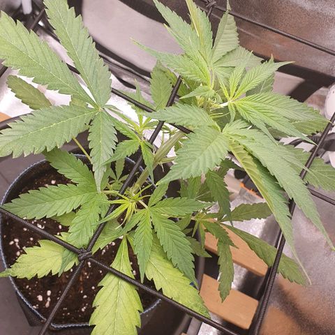 Pêdrinha Girl Scout growlog photo: Yellow leaves.....