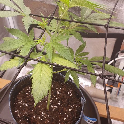 Pêdrinha Girl Scout growlog photo: Yellow leaves.....
