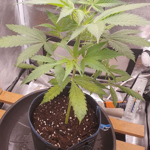 Pêdrinha Girl Scout growlog photo: Still with yellow leaves. Started using a bloom nutrient to see if it gets healthy 