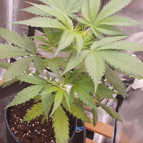 Pêdrinha Girl Scout growlog photo: Still with yellow leaves. Started using a bloom nutrient to see if it gets healthy 