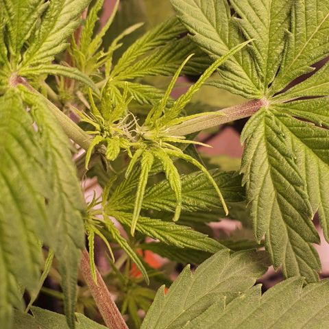 Pêdrinha Girl Scout growlog photo: Still with yellow leaves. Started using a bloom nutrient to see if it gets healthy 