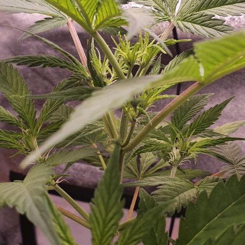 Pêdrinha Girl Scout growlog photo: Still with yellow leaves. Started using a bloom nutrient to see if it gets healthy 