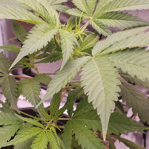 Pêdrinha Girl Scout growlog photo: Still with yellow leaves. Started using a bloom nutrient to see if it gets healthy 
