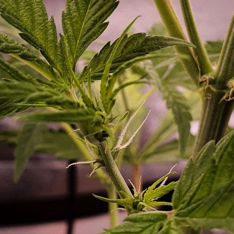 Pêdrinha Girl Scout growlog photo: Details