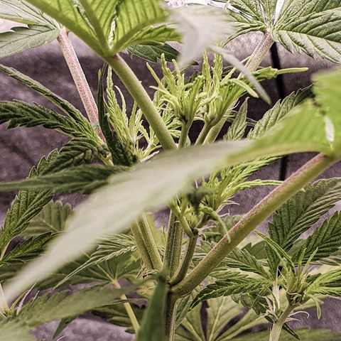 Pêdrinha Girl Scout growlog photo: Details