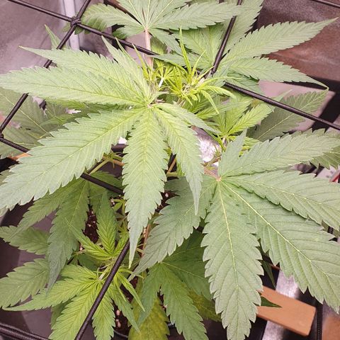 Pêdrinha Girl Scout growlog photo: Looking good!