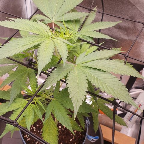 Pêdrinha Girl Scout growlog photo: Looking good!