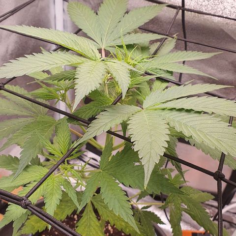 Pêdrinha Girl Scout growlog photo: Looking good!