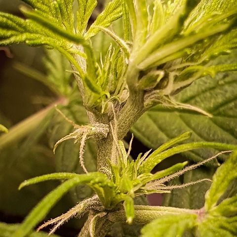 Pêdrinha Girl Scout growlog photo: Looking good, as far as I can tell. Just took some leaves from the bottom, gave her some blooming nutrients.  The PH of the water is still controllable with vinager, but when I get my first paycheck I'll buy a proper ph stabiliser. I don't now for how long they will grow, but very excited to get to this stage. If I didn't do anything wrong, I'll see my baby giving flowers!