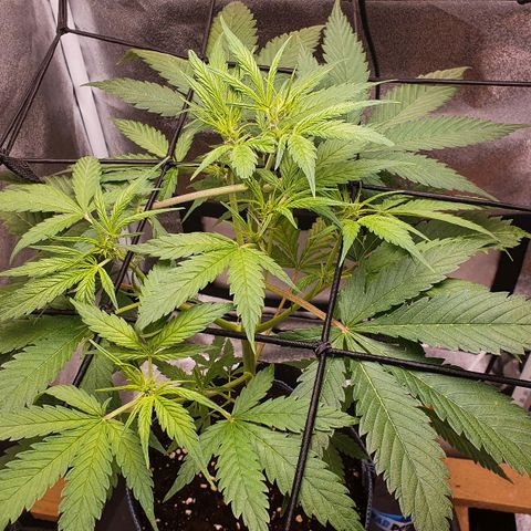 Pêdrinha Girl Scout growlog photo: Looking good, as far as I can tell. Just took some leaves from the bottom, gave her some blooming nutrients.  The PH of the water is still controllable with vinager, but when I get my first paycheck I'll buy a proper ph stabiliser. I don't now for how long they will grow, but very excited to get to this stage. If I didn't do anything wrong, I'll see my baby giving flowers!