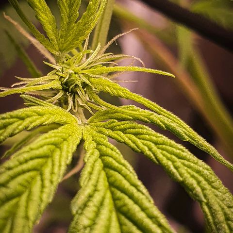 Pêdrinha Girl Scout growlog photo: Looking good, as far as I can tell. Just took some leaves from the bottom, gave her some blooming nutrients.  The PH of the water is still controllable with vinager, but when I get my first paycheck I'll buy a proper ph stabiliser. I don't now for how long they will grow, but very excited to get to this stage. If I didn't do anything wrong, I'll see my baby giving flowers!
