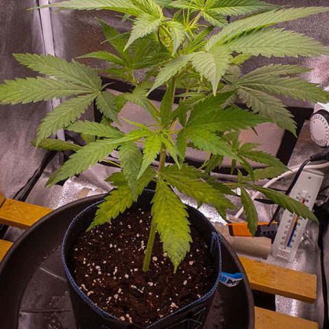 Pêdrinha Girl Scout growlog photo: Looking good, as far as I can tell. Just took some leaves from the bottom, gave her some blooming nutrients.  The PH of the water is still controllable with vinager, but when I get my first paycheck I'll buy a proper ph stabiliser. I don't now for how long they will grow, but very excited to get to this stage. If I didn't do anything wrong, I'll see my baby giving flowers!