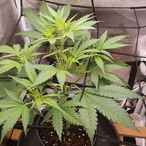 Pêdrinha Girl Scout growlog photo: Its getting bigger and stronger
