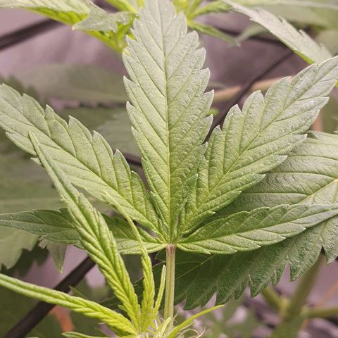 Pêdrinha Girl Scout growlog photo: Its getting bigger and stronger