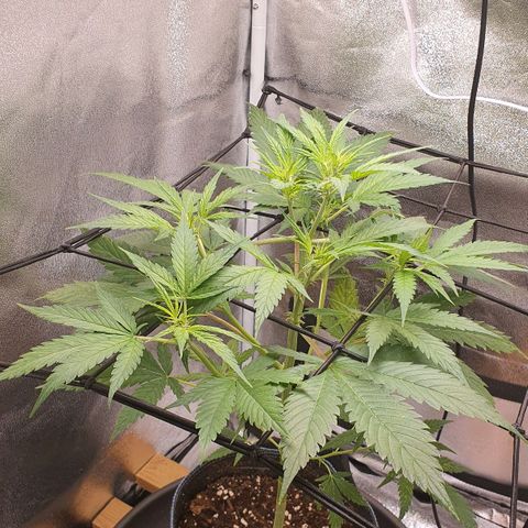 Pêdrinha Girl Scout growlog photo: Its getting bigger and stronger