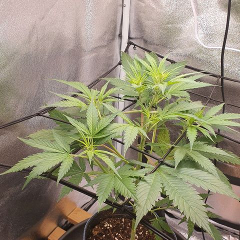 Pêdrinha Girl Scout growlog photo: Its getting bigger and stronger