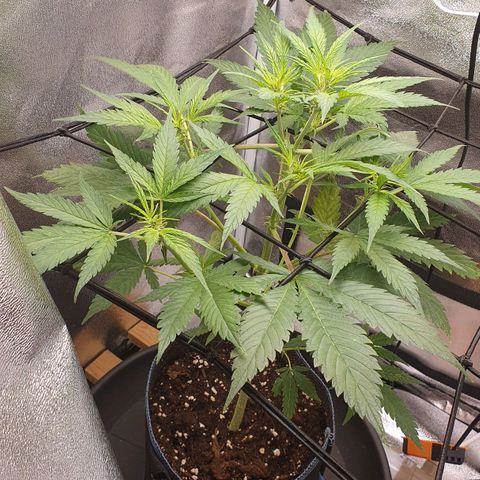 Pêdrinha Girl Scout growlog photo: Its getting bigger and stronger