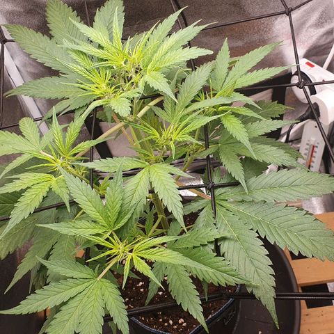 Pêdrinha Girl Scout growlog photo: Its getting bigger and stronger