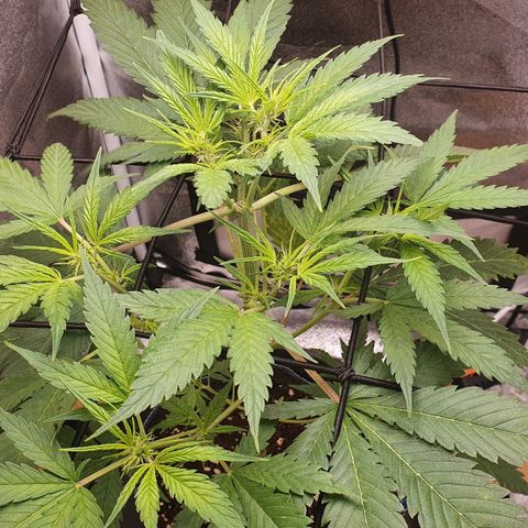 Pêdrinha Girl Scout growlog photo: Its getting bigger and stronger
