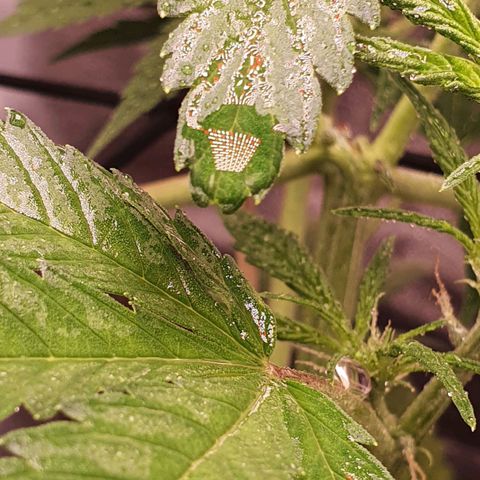 Pêdrinha Girl Scout growlog photo: Details... loved this pictures