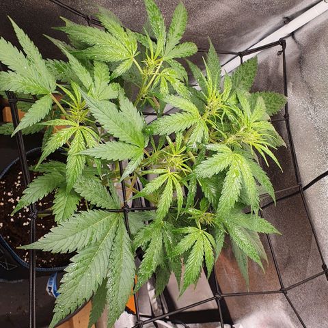 Pêdrinha Girl Scout growlog photo: Details... loved this pictures