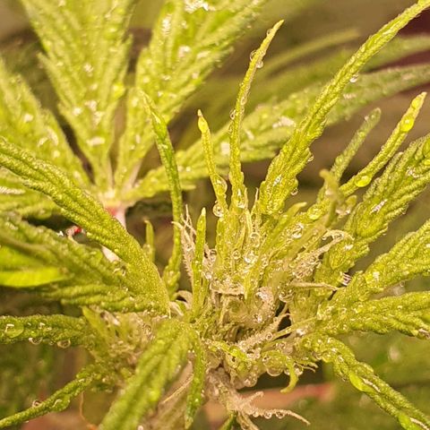 Pêdrinha Girl Scout growlog photo: Details... loved this pictures