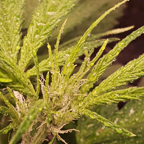 Pêdrinha Girl Scout growlog photo: Details... loved this pictures