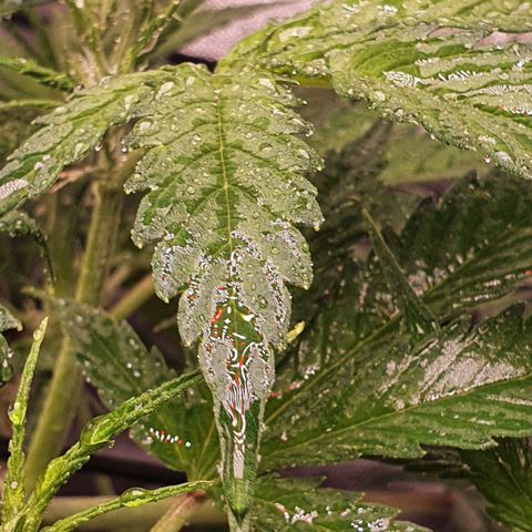 Pêdrinha Girl Scout growlog photo: Details... loved this pictures