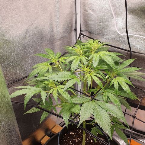Pêdrinha Girl Scout growlog photo: Details... loved this pictures