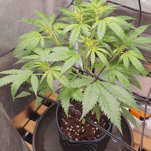 Pêdrinha Girl Scout growlog photo: Details... loved this pictures