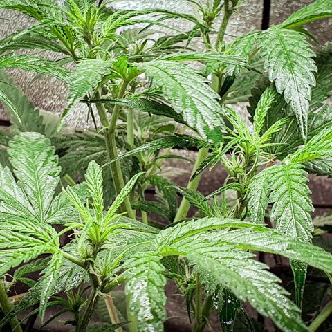 Pêdrinha Girl Scout growlog photo: Getting more and more flowers 