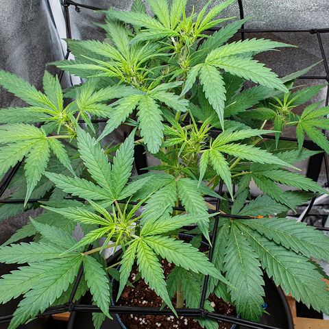 Pêdrinha Girl Scout growlog photo: Getting more and more flowers 