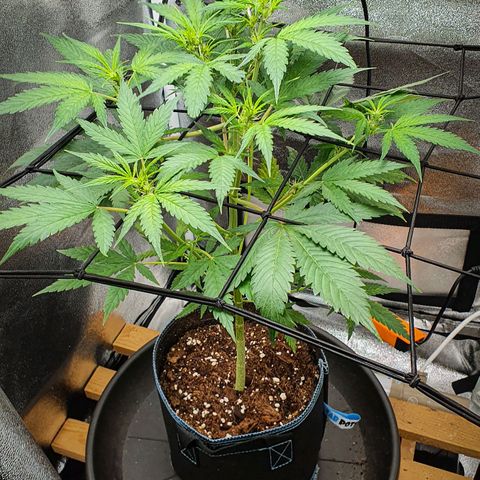 Pêdrinha Girl Scout growlog photo: Getting more and more flowers 