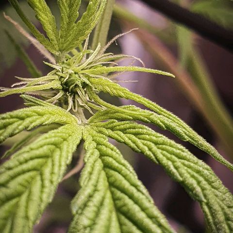 Pêdrinha Girl Scout growlog timeline photo