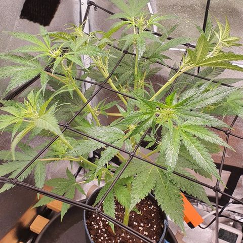Pêdrinha Girl Scout growlog photo: Lst