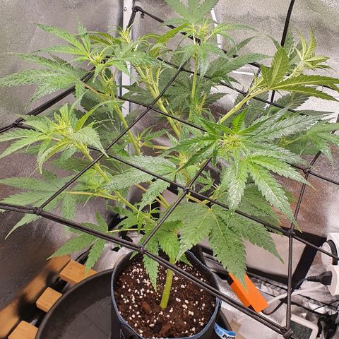 Pêdrinha Girl Scout growlog photo: Lst