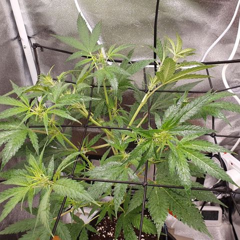 Pêdrinha Girl Scout growlog photo: Lst