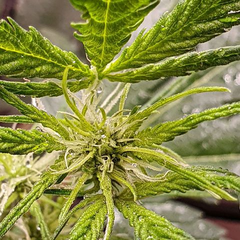 Pêdrinha Girl Scout growlog photo: Lst
